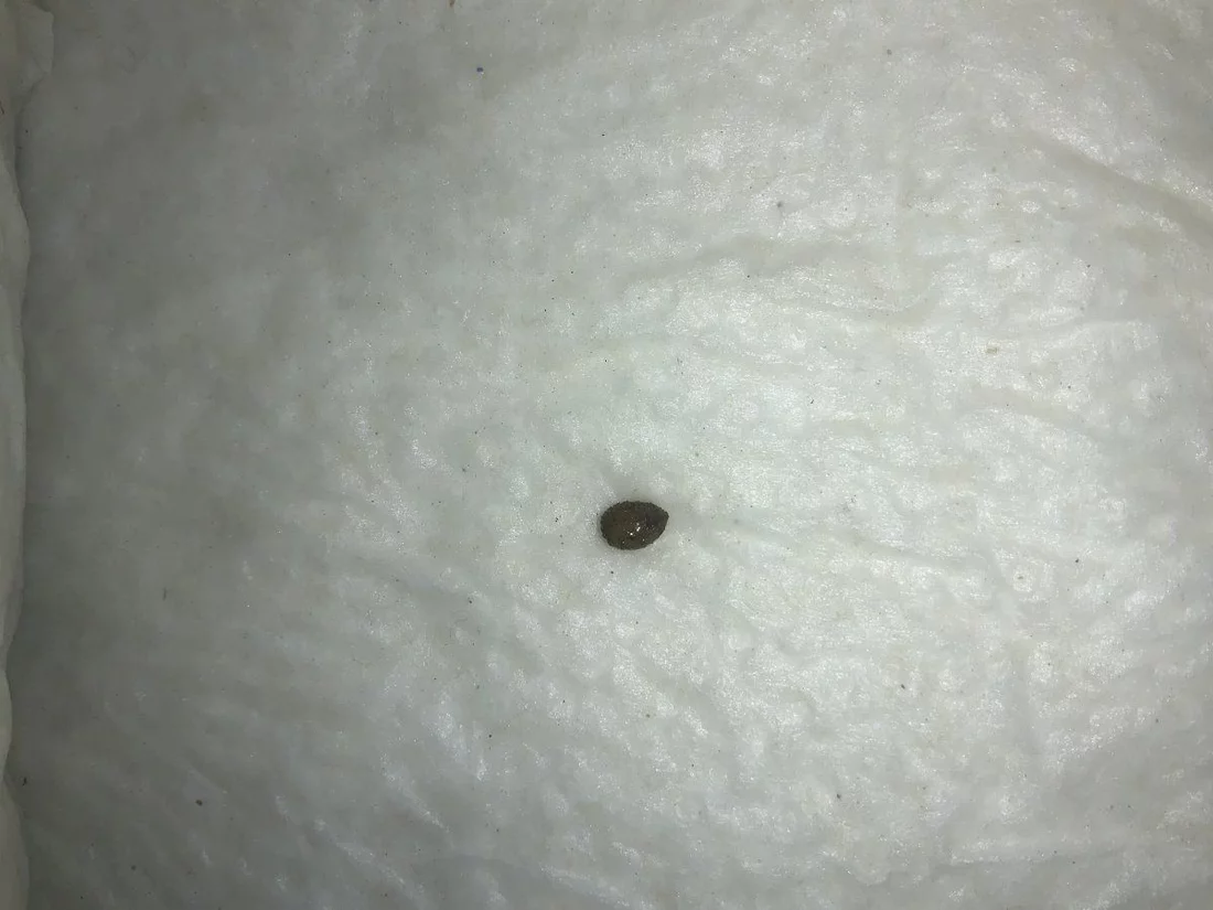 Will this seed germinate 45 days in moist paper towel