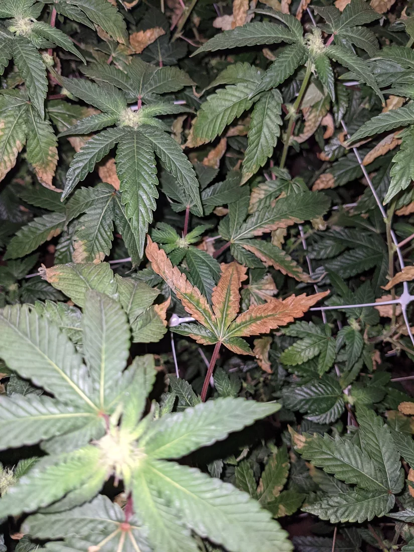 Wonky leaves ph deficiency environment please help