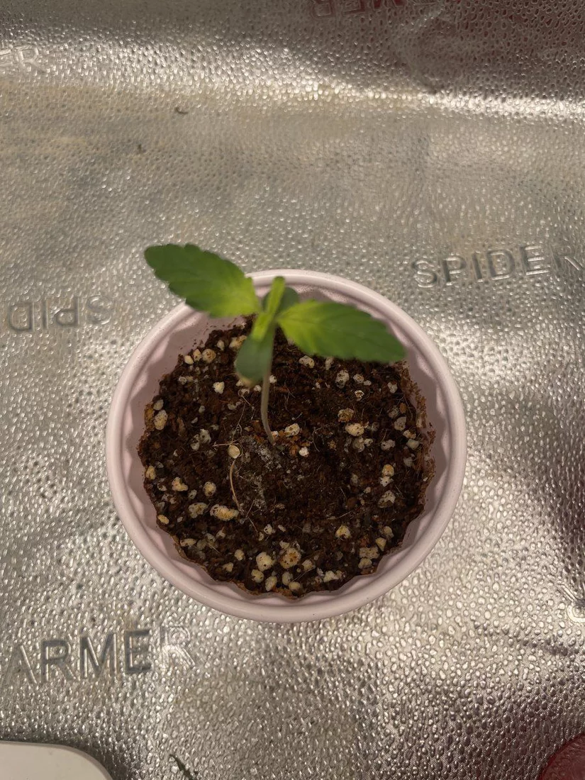 Yellow leaf during seedling problem