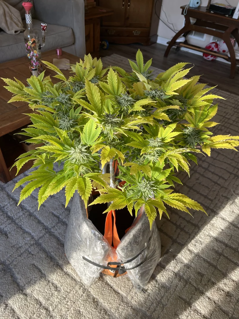 Yellowing dying leaves during flowering